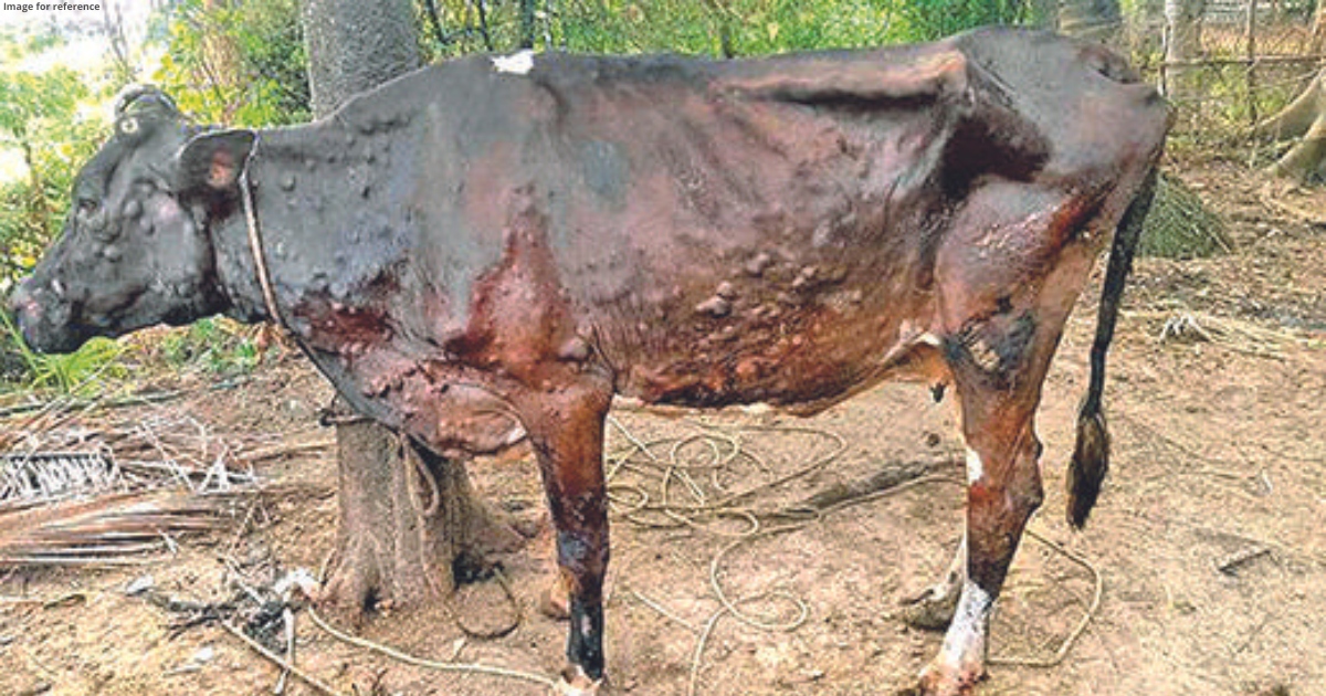 Lumpy: Free goat pox vax for cattle in Raj